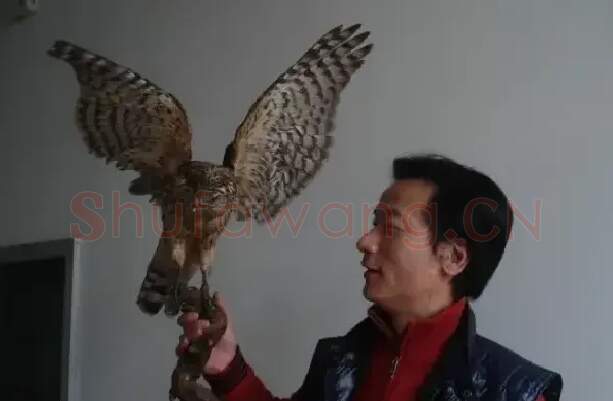 晋鹰