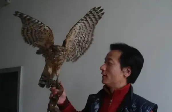 晋鹰
