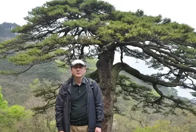 吴胜·黄山黑虎松