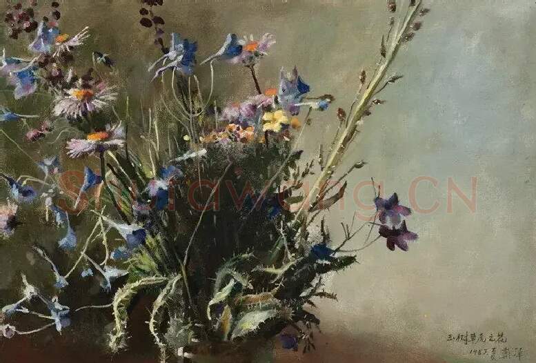 戴泽·玉树草原之花