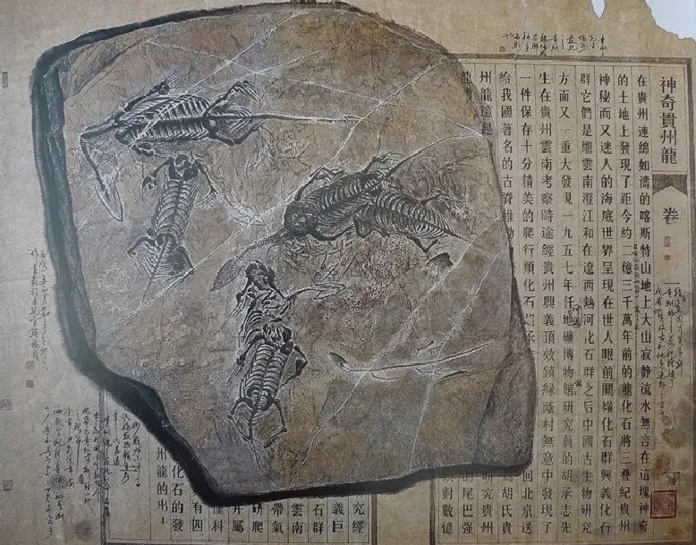 刘奇卡·作品