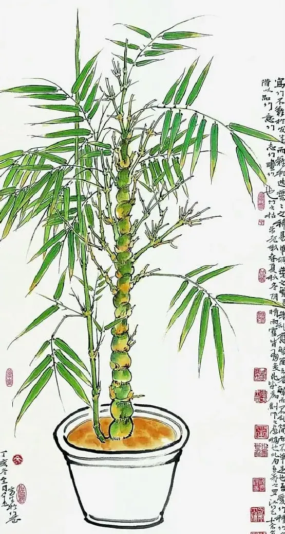 李方玉·我家罗汉竹