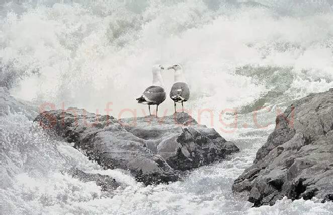 黄有维·海之恋
