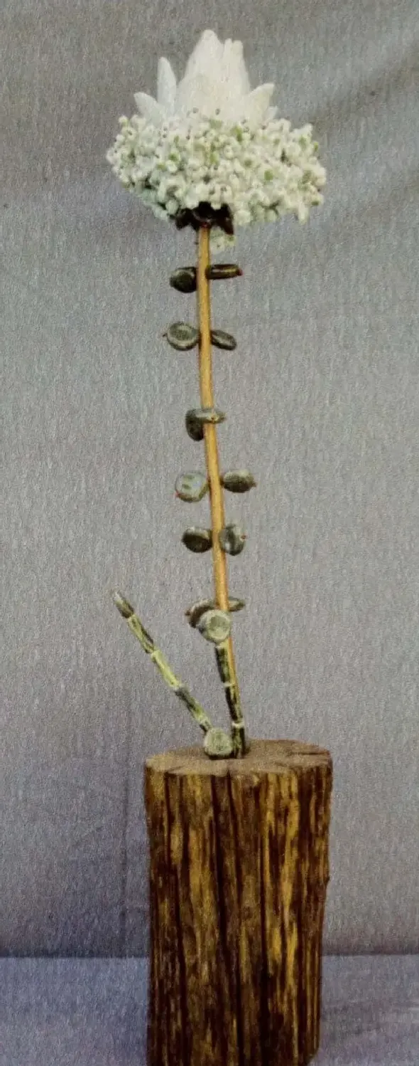 郑冬梅·轻花树