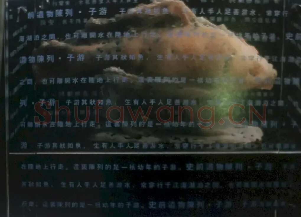 杨志强·史前遗物陈列—子游