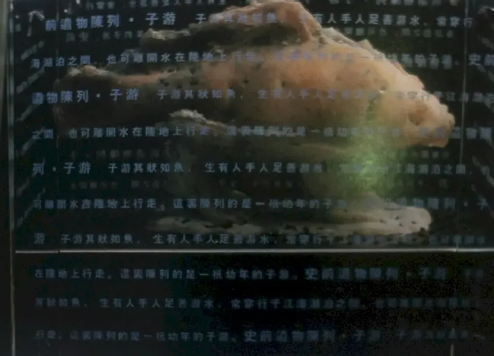 杨志强·史前遗物陈列—子游