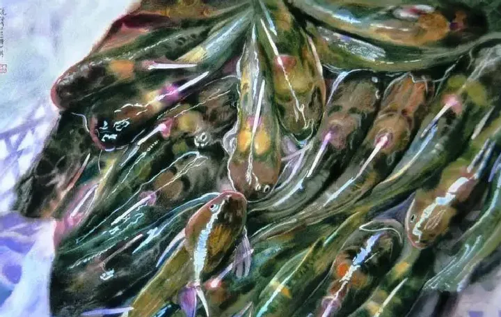 白统绪·黄颡鱼