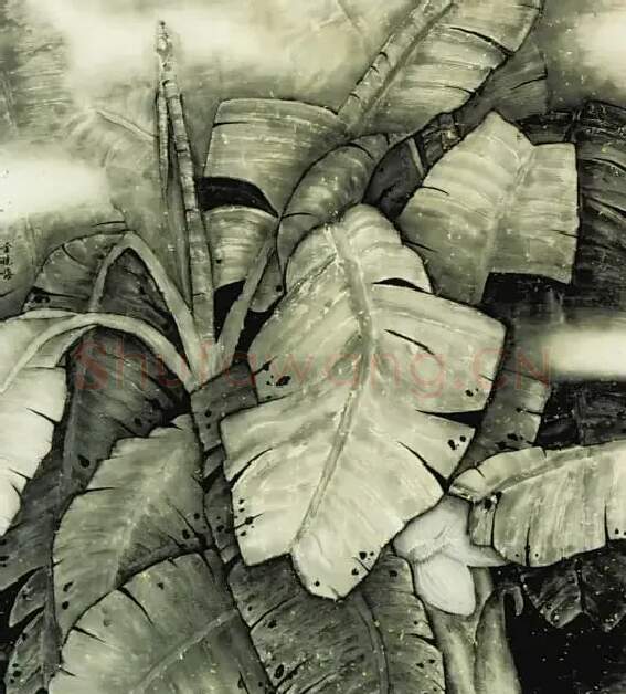 金晓海·芭蕉