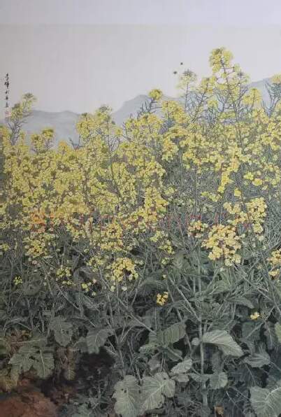 夏利华·油菜花香