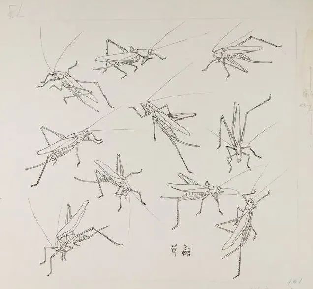 张继馨·草虫写生系列