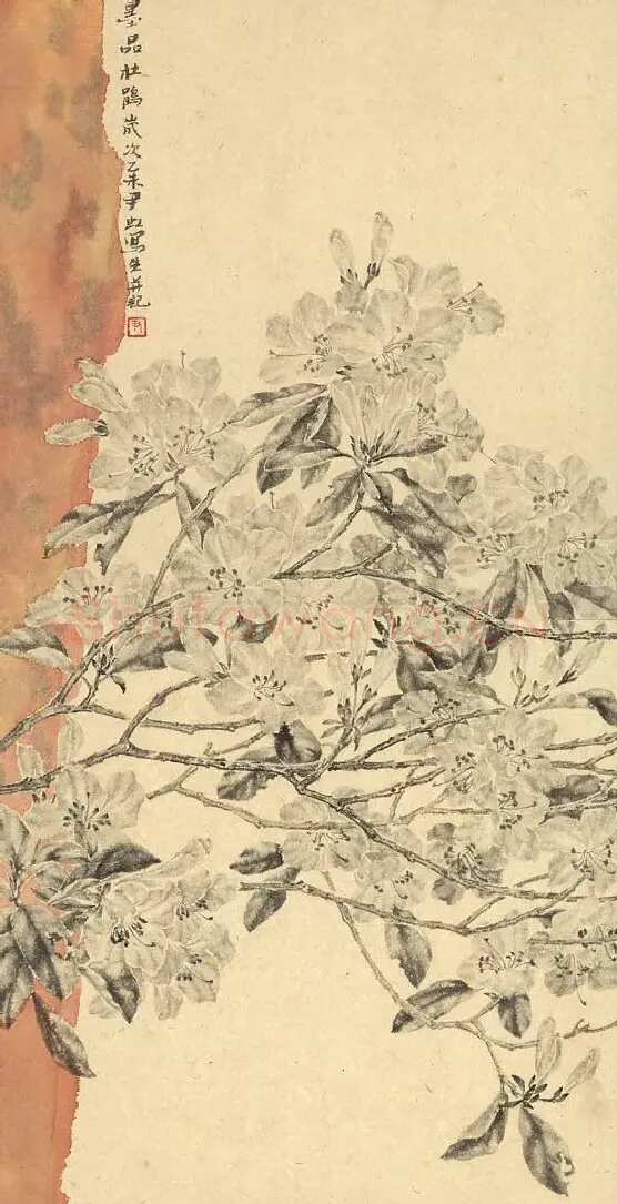 尹虹·墨品杜鹃