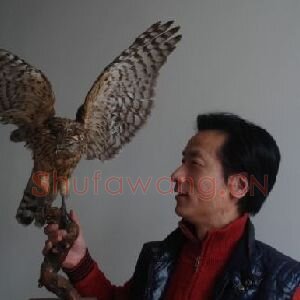 晋鹰