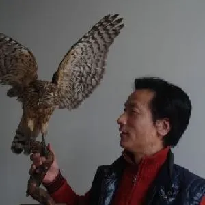 晋鹰