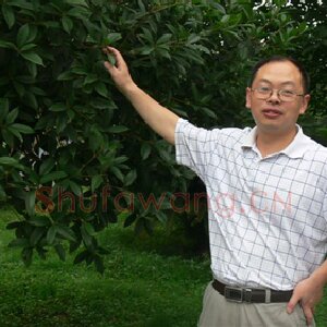 黄瑷辉