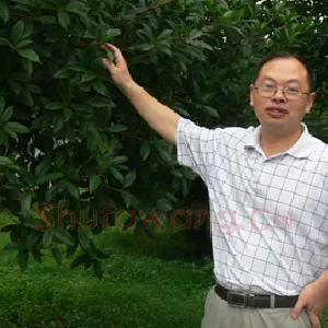 黄瑷辉